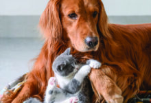 Pet-friendly luxury hotels with special services