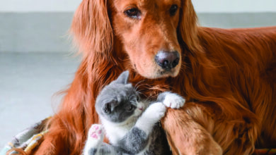 Pet-friendly luxury hotels with special services