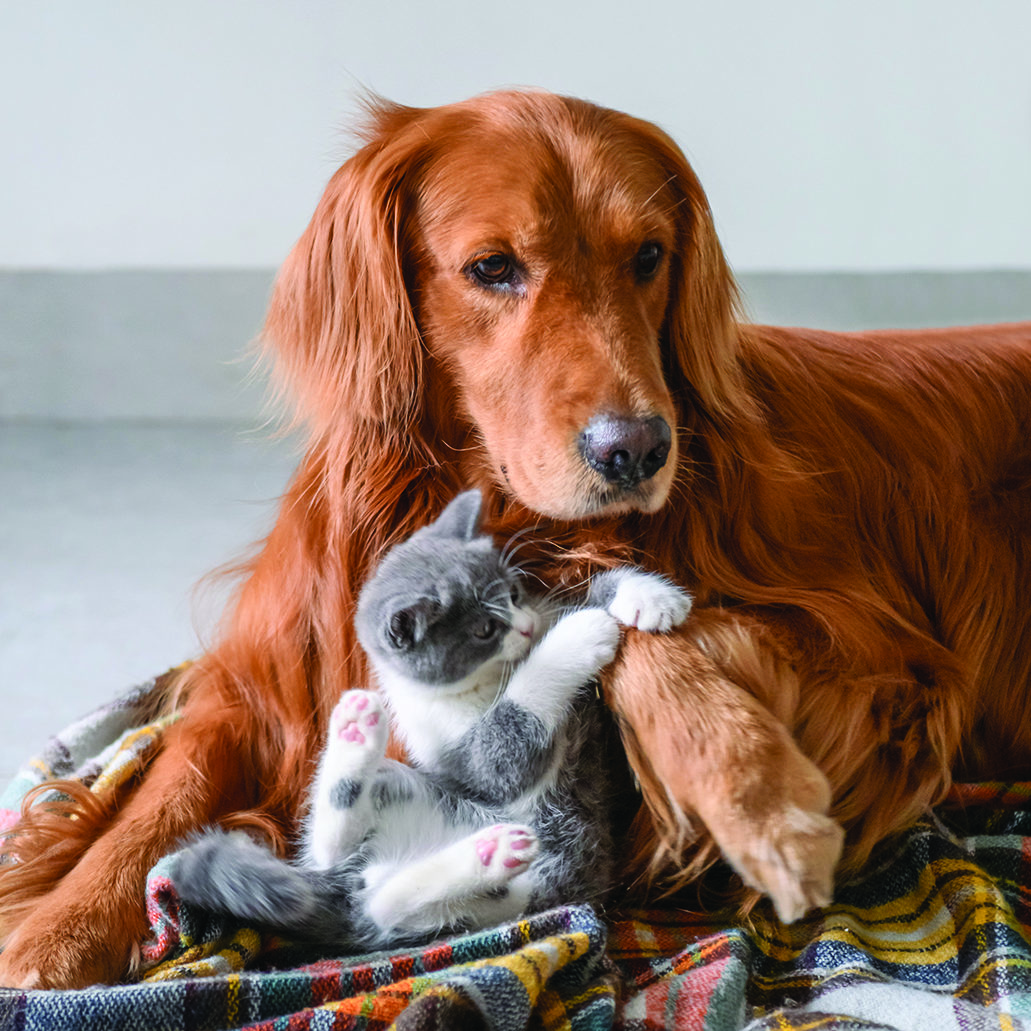 Pet-friendly luxury hotels with special services