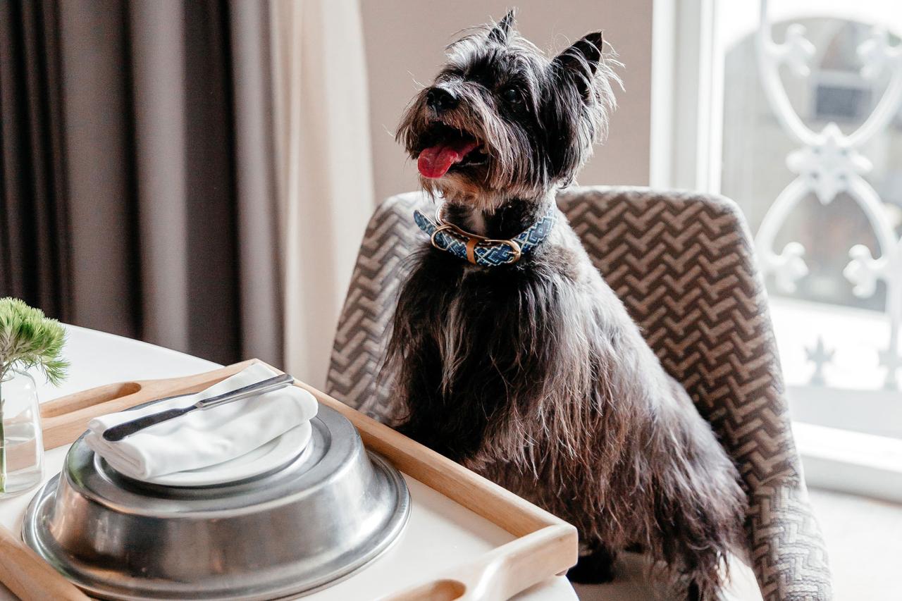 Luxury hotels that allow pets and provide amenities