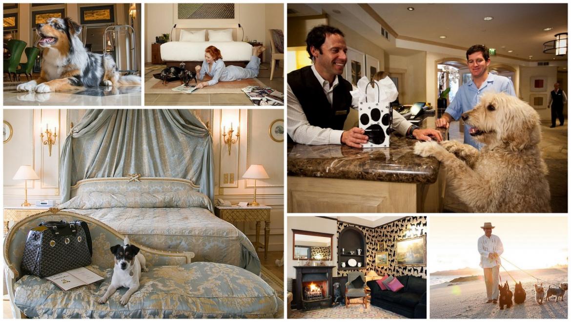 Luxury hotels that welcome pets and provide special amenities
