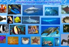 Finding Hotels With Airport Shuttle Services Bali